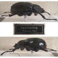 未使用品★デアゴスティーニ 世界の昆虫 データブック マルスゾウカブト 雌 メス　ケース付　フィギュア カブトムシ ☆ PayPay(ペイペイ)決済可能 ☆ 札幌市 豊平区 平岸の画像