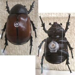 未使用品★デアゴスティーニ 世界の昆虫 データブック ゴホンヅノカブト 雌 メス ケース付　フィギュア カブトムシ ☆ PayPay(ペイペイ)決済可能 ☆ 札幌市 豊平区 平岸の画像