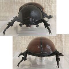 未使用品★デアゴスティーニ 世界の昆虫 データブック ゴホンヅノカブト 雌 メス ケース付　フィギュア カブトムシ ☆ PayPay(ペイペイ)決済可能 ☆ 札幌市 豊平区 平岸の画像