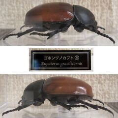 未使用品★デアゴスティーニ 世界の昆虫 データブック ゴホンヅノカブト 雌 メス ケース付　フィギュア カブトムシ ☆ PayPay(ペイペイ)決済可能 ☆ 札幌市 豊平区 平岸の画像