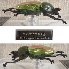 未使用品★デアゴスティーニ 世界の昆虫 データブック ニジイロクワガタ 雌 メス ケース付　フィギュア クワガタムシ ☆ PayPay(ペイペイ)決済可能 ☆ 札幌市 豊平区 平岸の画像