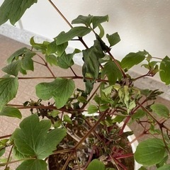 牡丹の鉢植えの画像