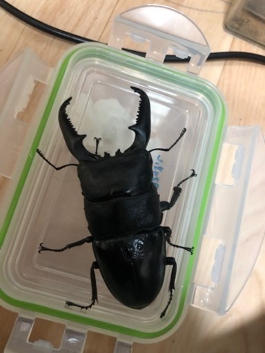 パラワンオオヒラタ107㎜ペア