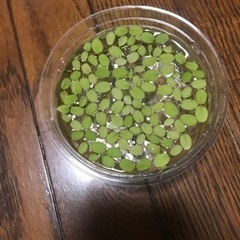 無農薬 浮草 オオサンショウモ 水草