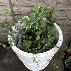 【お話し中】ワイヤープランツ・アイビー寄せ植え　コンクリ鉢・鉢カバー付きの画像