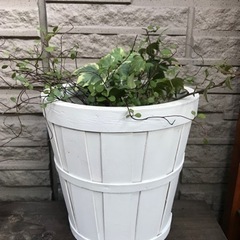 【お話し中】ワイヤープランツ・アイビー寄せ植え　コンクリ鉢・鉢カ...