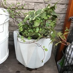 【お話し中】ワイヤープランツ・アイビー寄せ植え　コンクリ鉢・鉢カバー付きの画像