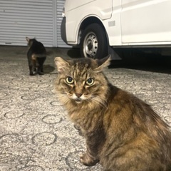迷子猫　探しています