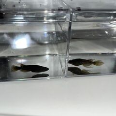 完売御礼【お買い得‼️】🌟ヒレ長サタン🌟メダカ 2匹×1セット ...