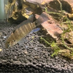 バジスバジス(オス) 5cm 1匹