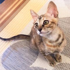 in瀬戸市☆子猫がいる臨時譲渡会2022年12月24日（土）～ ...