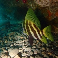 スキューバダイビング仲間募集中❗️小さい生物も大きい生物も❣️ - スポーツ