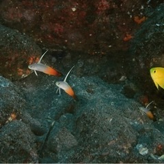 スキューバダイビング仲間募集中❗️小さい生物も大きい生物も❣️ − 東京都
