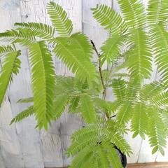 ★エバーフレッシュ　　　観葉植物の画像