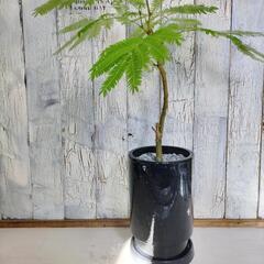 ★エバーフレッシュ　　　観葉植物の画像