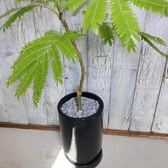 ★エバーフレッシュ　　　観葉植物の画像