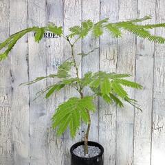 ★エバーフレッシュ　　　観葉植物
