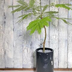 ★エバーフレッシュ　　　観葉植物の画像