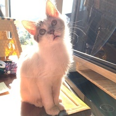 ♀白多めキジの子猫ちゃん//受付一時中断//