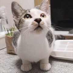 【里親決定】抱っこ大好き♥「超」甘えん坊ちゃん