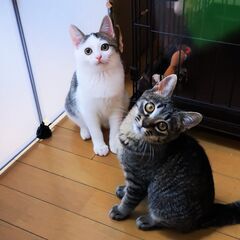【里親決定】甘えん坊むっちり兄妹♪