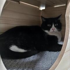 保護猫の里親さん募集
