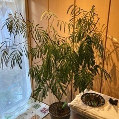 【観葉植物】お値引き可！エバーフレッシュ　鉢＋受皿付き　