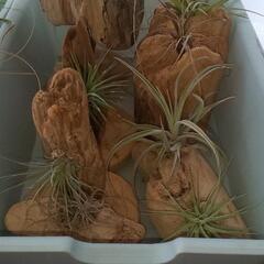 エアプランツ用流木ポット 全て無料の画像