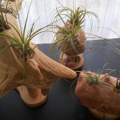 エアプランツ用流木ポット 全て無料の画像