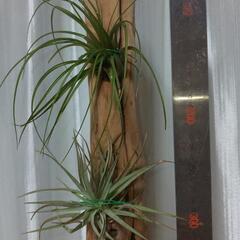 エアプランツ用流木ポット 全て無料の画像