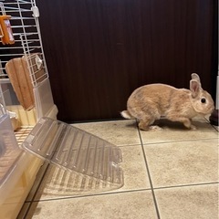 ミニウサギ