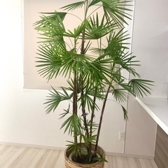 真作/臥龍/阿弥陀三尊仏/阿弥陀三尊佛/桐共箱付/布袋屋掛軸HH-631