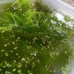 水草　マツモ　モスなどの画像