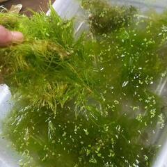 水草　マツモ　モスなどの画像