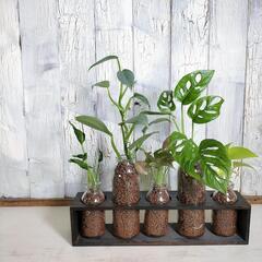 【観葉植物】混合5種　ハイドロカルチャー