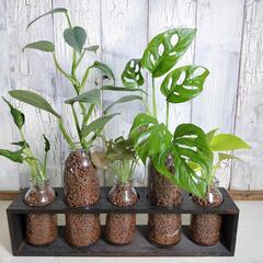 【観葉植物】混合5種　ハイドロカルチャーの画像