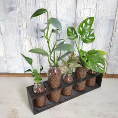 【観葉植物】混合5種　ハイドロカルチャーの画像