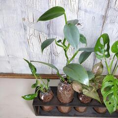 【観葉植物】混合5種　ハイドロカルチャーの画像