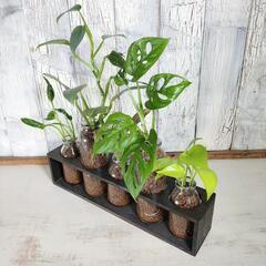 【観葉植物】混合5種　ハイドロカルチャーの画像