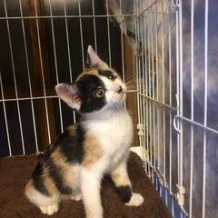 三毛仔猫　3ヶ月　里親さん決まりました。ありがとうございました。
