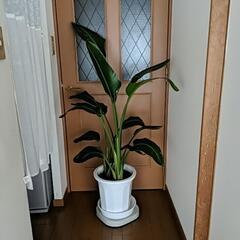 観葉植物　大型　オーガスタ