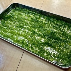 無農薬アナカリス10本　柏　メダカ水槽やビオトープに　ラムズホー...