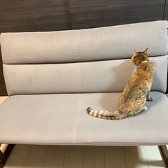 【無料】飛騨産業ソファー 2.5 人掛＋1人掛 ※猫ひっかき傷あり