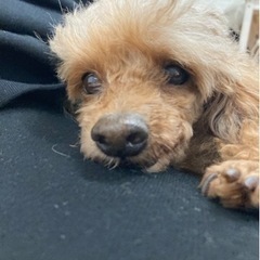 繁殖犬上がりの犬10歳トイプードルです