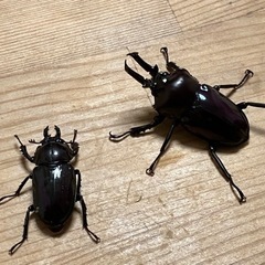 紫紺系　ニジイロクワガタペアの画像