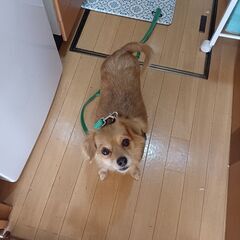 新しい飼い主様募集中です