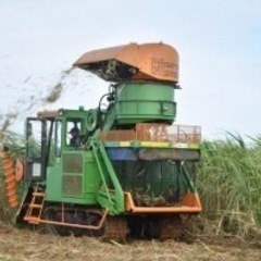 急募‼️時給1052円〜　サトウキビ 収穫補助員の募集ですの画像