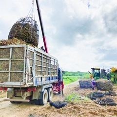 急募‼️時給1052円〜　サトウキビ 収穫補助員の募集ですの画像