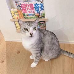 2/5譲渡会参加・奄美から来ました✨おだやかなイケメンしーくん