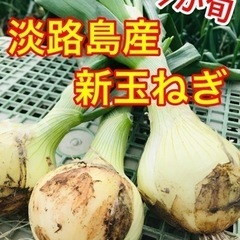 甘くてやわらかい【淡路島産】新玉ねぎ